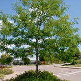 Thornless Honeylocust